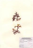 藏品(鋸齒麒麟菜)的圖片